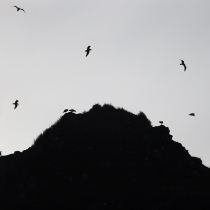 Birds flying along top of sea stack