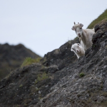 Feral goats along Oregon\'s coast