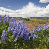 Lupine in the Tom McCall Preserve